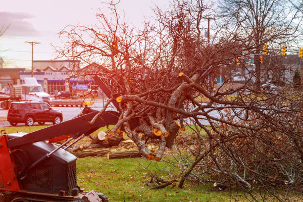 How Our Tree Care Process Works  in  Placitas, NM